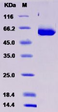 Recombinant Rat CD73 / NT5E Protein (His tag)