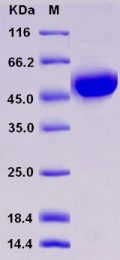 Recombinant Rat CD79B / B29 Protein (Fc tag)