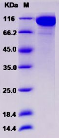 Recombinant Rat Semaphorin 4D / SEMA4D / CD100 Protein (His tag)