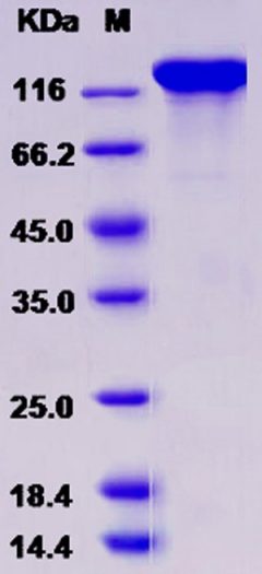 Recombinant Rat Contactin 3 / CNTN3 Protein (His tag)