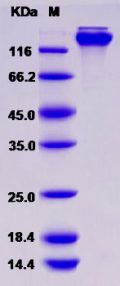 Recombinant Rat Contactin 3 / CNTN3 Protein (Fc tag)