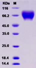 Recombinant Rat CD6 / TP120 Protein (His tag)