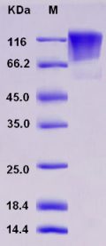Recombinant Rat CD68 / Macrosialin Protein (Fc tag)