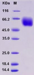 Recombinant Rat CD47 Protein (Fc tag)