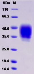 Recombinant Rat CD48 / SLAMF2 / BCM1 Protein (Fc tag)