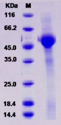 Recombinant Rat CD8A / Lyt2 Protein (Fc tag)