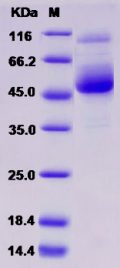 Recombinant Rat CD7 Protein (Fc tag)
