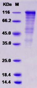 Recombinant Rat VE-Cadherin / CD144 / CDH5 Protein (Fc tag)