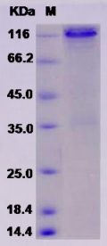 Recombinant Rat E-Cadherin / CDH1 / E-cad / CD324 Protein (Fc tag)