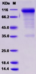 Recombinant Rat CD36 / SCARB3 Protein (Fc tag)