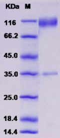 Recombinant Rat CD34 Protein (Fc tag)
