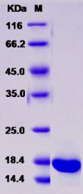 Recombinant Rat REG3A Protein (His tag)