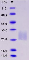 Recombinant Rat REG4 Protein (His tag)
