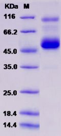 Recombinant Rat REG4 Protein (Fc tag)