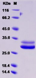 Recombinant Rat JAM-A / F11R Protein (His tag)
