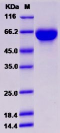 Recombinant Rat KIRREL3 / NEPH2 Protein (His tag)