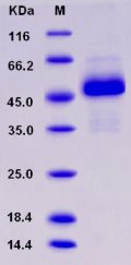 Recombinant Rat XEDAR / EDA2R Protein (Fc tag)
