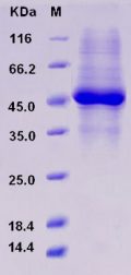 Recombinant Rat IL4R / Il4ra Protein (His tag)