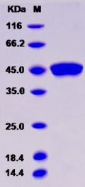 Recombinant Rat GITR / TNFRSF18 Protein (Fc tag)