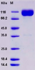 Recombinant Rat IL18R1 Protein (Fc tag)