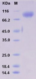 Recombinant Rat IL13RA1 Protein (Fc tag)