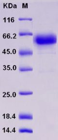 Recombinant Rat TNFR1 / CD120a / TNFRSF1A Protein (Fc tag)