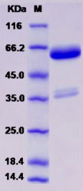 Recombinant Rat TNFRSF11A Protein (Fc tag)