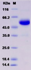 Recombinant Rat CD40 / TNFRSF5 Protein (Fc tag)