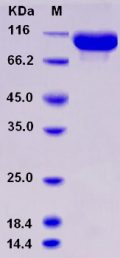 Recombinant Rat EphA4 Protein (Fc tag)
