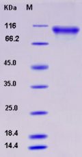 Recombinant Rat FGFR4 / FGF Receptor 4 Protein (Fc tag)