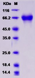 Recombinant Rat IL7R / IL7RA Protein (Fc tag)
