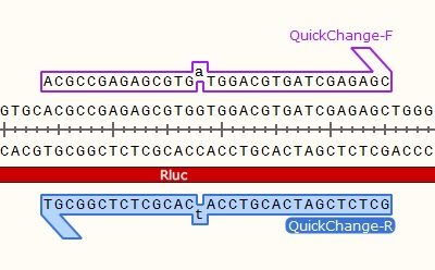QuickChange Site-Directed Mutagenesis Protocol