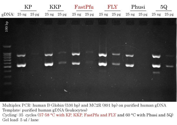 Detection limit of FastPfu FLY on gDNA