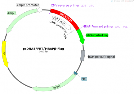 pcDNA5/FRT-MRAPbeta back-to-back primer deletion for KLD mix - Map