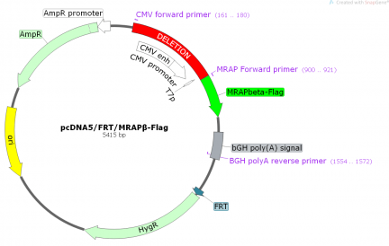 pcDNA5FRT-MRAPbeta primers for colony PCR